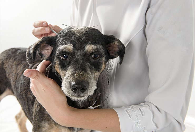 tcm-akupunktur-hund