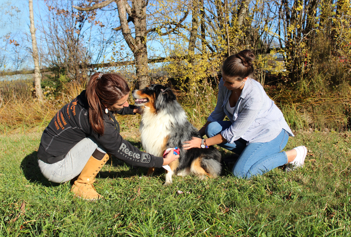 FORTBILDUNGSSEMINARE FÜR TIERE
