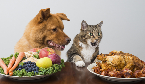 Entgiftung von Hund und Katze