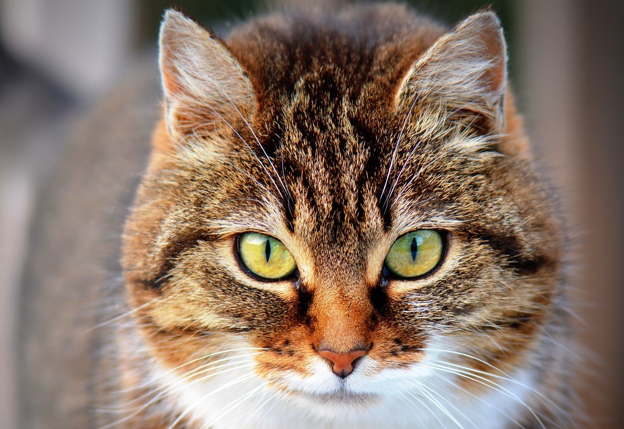 Katze Ausbildung