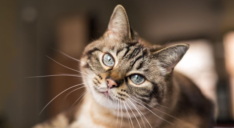 Tabbykatze grau - Katzenkrankheiten